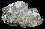Wide Kosmoceras Ammonite in Matrix- England #60307-1